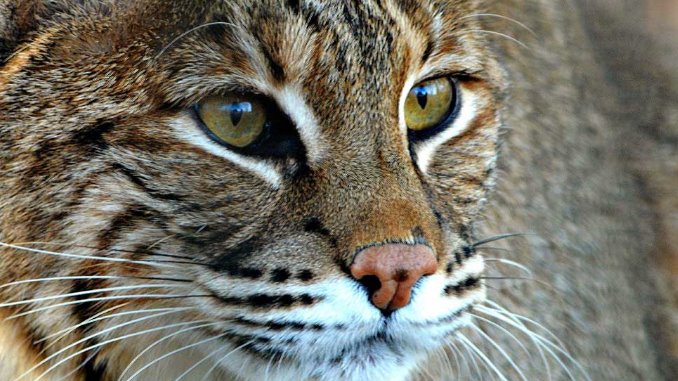 are bobcats nocturnal or diurnal