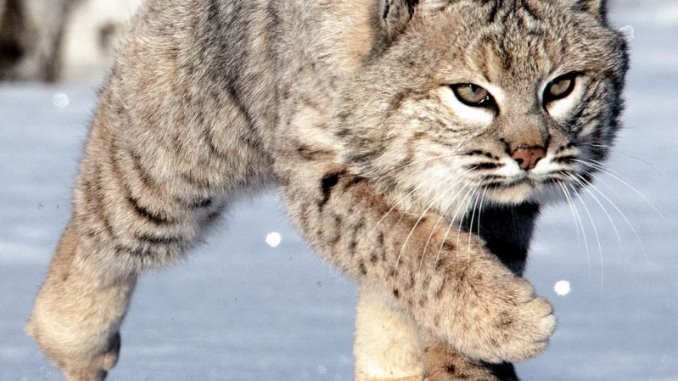 how do bobcats adapt to their environment