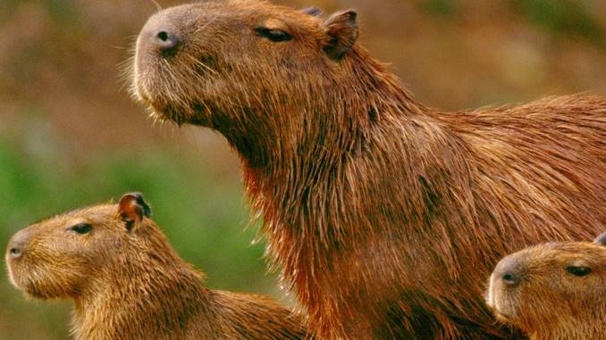 do capybaras make good pets