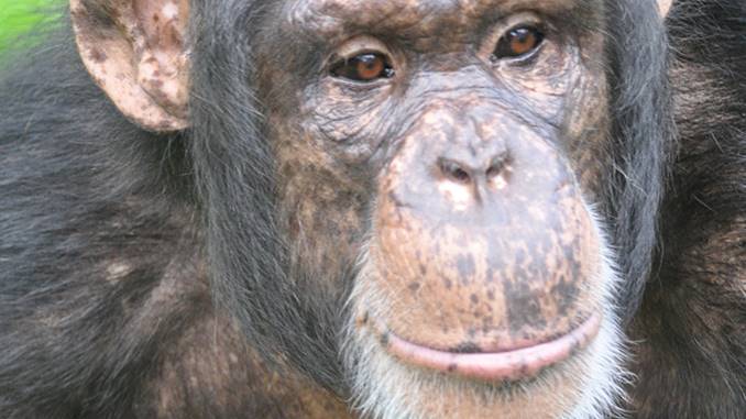 do chimpanzees make good pets