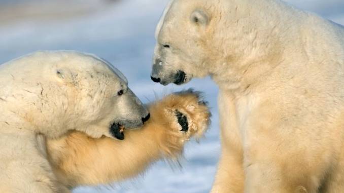 do polar bears make good pets