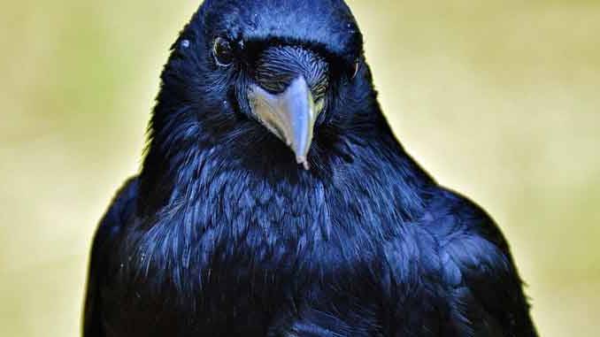 do ravens make good pets