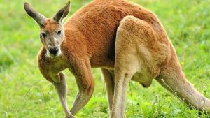 are kangaroos dangerous