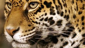 bobcat vs jaguar