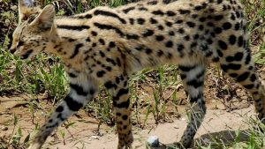 bobcat vs serval