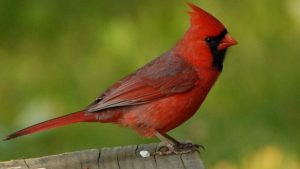 what does it mean to see a cardinal