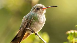 what does it mean to see a hummingbird