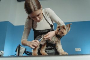 Best dog clippers: An Expert's Guide