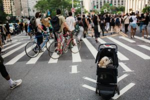 The Best Dog Strollers: Easy Guide for Beginners